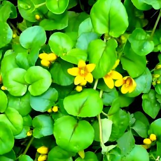 Lysimachiae Herb Powder-Lysimachia christinae